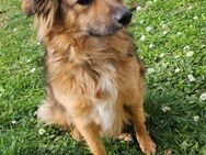 Sammy sucht neues Zuhause - Vaihingen (Enz)