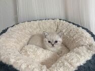 BKH Kitten - Moers