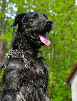 Kira liebt alle Zweibeiner ❤️ - Bad Belzig