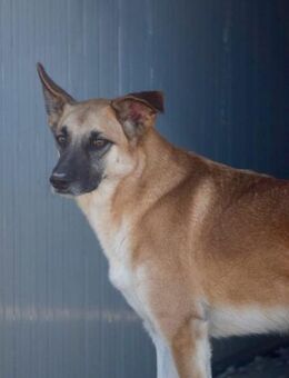 Angsthund Racker sucht sein Zuhause - Untergriesbach