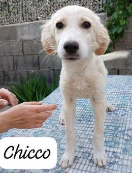 Chicco 💜💜💜 sucht Happy-Home - Bad Karlshafen