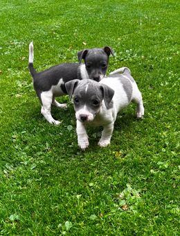 Jack Russel Terrier Welpen suchen ein neues Zuhause - Reken