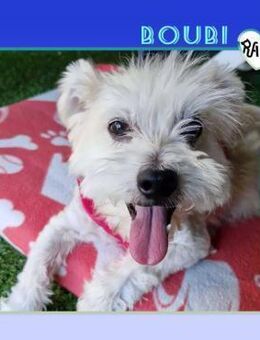 💛 BOUBI 💛 - SUCHT NEUES ZUHAUSE! - Alfeld (Leine)