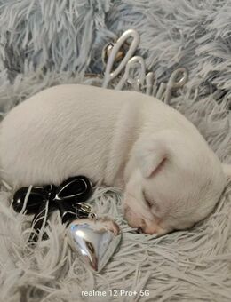 Kleiner Chihuahua Engel - Berlin Treptow-Köpenick