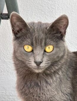 PURI, w., kastr., EHK, grau, FIV+ - Sipplingen