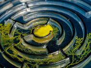 3 Arten von Schleimpilz 🧫 3 Types of Slime Mold Myxogastria - Hamburg