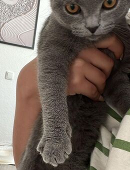 BKH Kater zu verkaufen - Gelsenkirchen Erle