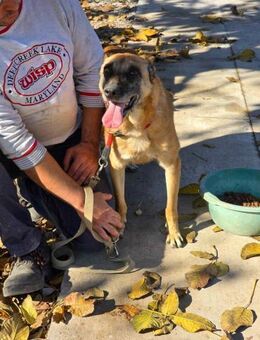 RUBY in 91616 Neusitz ‼️🆘‼️🆘 - München