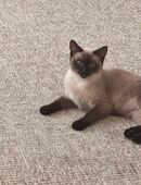 weibliche siam kitte in 32760