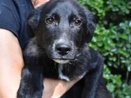 Cornell- Hundekind sucht Herzensmenschen - Kirchlengern