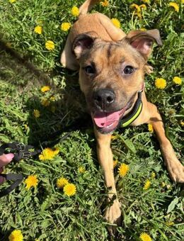 Charlie sucht ein neues Zuhause🤎 - Berlin