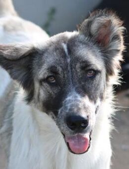 Nanu, geb. ca. 02/2022, GRIECHENLAND - Markdorf