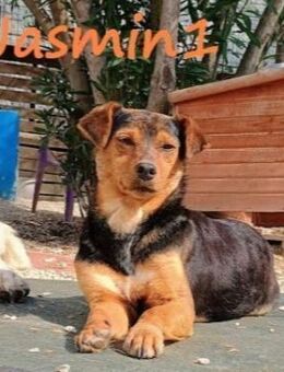 Jasmin1 sucht Vertrauensperson 8/22 GR - Ruppertsecken