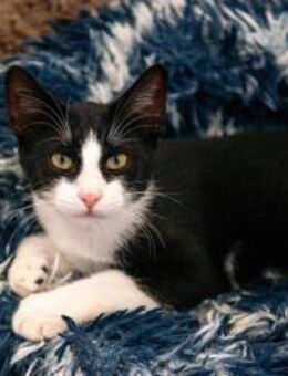 Felix unser neugieriger Kater - München