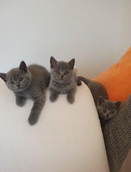 3 Bkh Kitten - Nördlingen