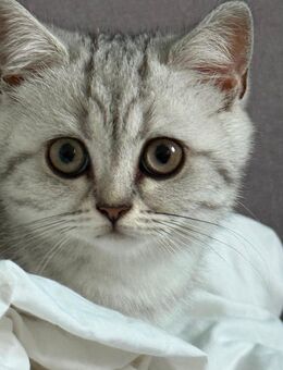 💙 Wunderschöne Britisch Kurzhaar Kitten – Abgabebereit in liebevolle Hände 💙 - Pulheim