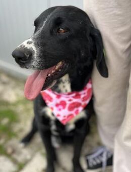 Juda - verschmuster Rüde sucht Familie - Berlin