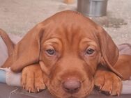 Magyar Vizsla Welpe Rüde - Klettgau