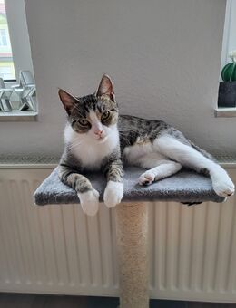 Katze sucht dringend neues zuhause - Ueckermünde Zentrum