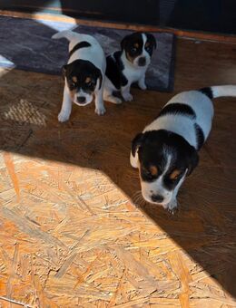 Jack Russell Welpen reinrassig - Hamburg
