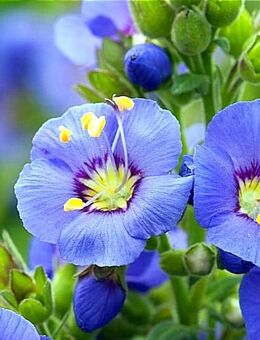 Samen JAKOBSLEITER, BLAUE HIMMELSLEITER (Polemonium caeruleum) heimische Wildstaude Naturgarten - Hannover