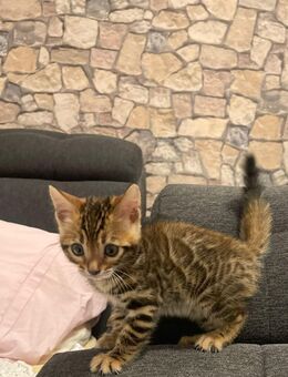 Reinrassise bengal kitten - Frankfurt (Main) Zeilsheim