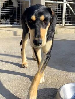 Liebe Soula sucht liebevolles Zuhause - Bergkirchen