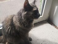 Deckkater gesucht Main Coon - Beverungen