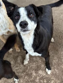 LOTTO IST EIN TRAUMHUND - Mönchengladbach