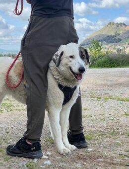 MAJA, w., kastr., Mischling, 70 cm - Sipplingen