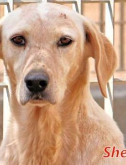 SHELBY - wer gibt ihr eine Chance? - Regensburg
