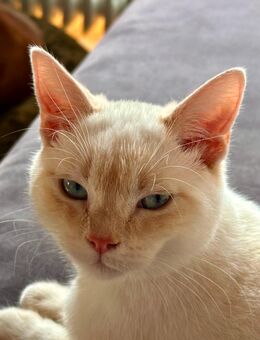 Timmy und Findus suchen neue Familie - Murnau (Staffelsee)