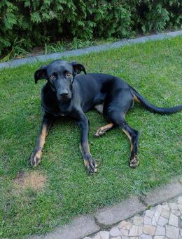 Labradormischling Mischling Junghund - Berlin