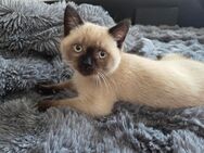 Britisch Kurzhaar Kitten zu verkaufen - Dresden