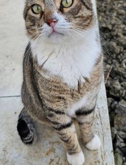 Laurel - mit der Lizenz zum Schmusen - Kirchheim (München)