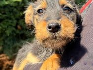 Cleo2 neugierige kleine Welpin 01/25 GRC - Ruppertsecken