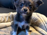 Reinrassige Chihuahua Welpen - Würzburg