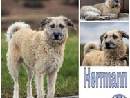 HERRMANN * fröhlich & neugierig - Duisburg
