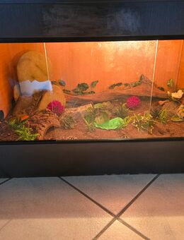 Kornnatter ink. Terrarium - Versmold