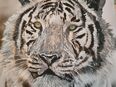 Tiger auf 30×30 Leinwand in 26135