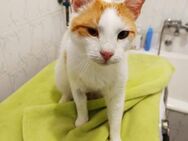 Verschmuster Goldie sucht seine Familie - Margetshöchheim
