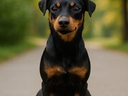 Kleine Mix Hündin - Hammelburg