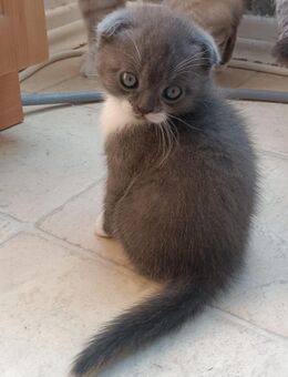 Baby Katzen suchen neue zu Hause - Wuppertal