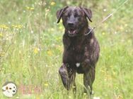 Frazao sucht sportliche Menschen - Untergruppenbach