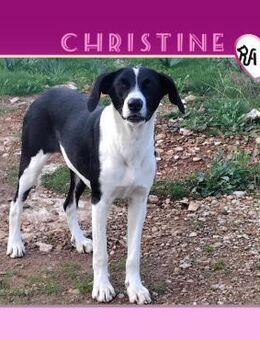 🥰CHRISTINE - EIN HERZ VOLLER LIEBE SUCH - Alfeld (Leine)