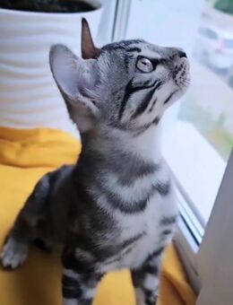 Kuschel Bengal Kater sucht neues reich - Seevetal