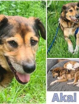 AKAI -verschmuster &verträglicher Senior - Duisburg