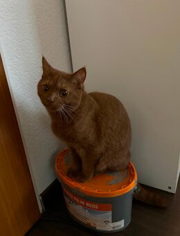 🎉 Liebevolles Zuhause für Milo gesucht – BKH - Achim