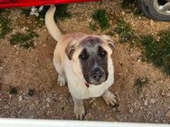 kangal Mischling sucht dringend ein Zuhause - Pollenfeld