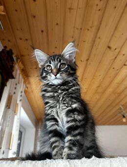 Reinrassige Maine Coon - Schönwald (Schwarzwald)
